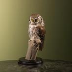 Ruigpootuil Taxidermie Opgezette Dieren By Max, Verzamelen, Ophalen of Verzenden, Nieuw, Vogel, Opgezet dier