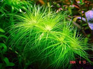 Eriocaulon setaceum in vitro, Dieren en Toebehoren, Vissen | Aquaria en Toebehoren, Nieuw, Verzenden