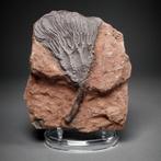 Crinoïde fossiel - gemonteerd op persoonlijke stand -