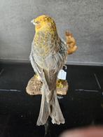 Femme Haakbek Support de corps entier pour taxidermie -, Nieuw