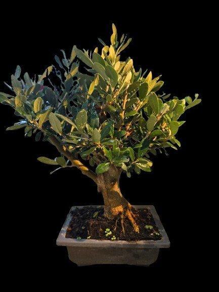 Bonsaï Olivier (Olea europaea) - Hauteur (arbre) : 28 cm -, Antiek en Kunst, Curiosa en Brocante