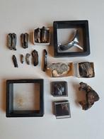 MAMMOUTH / WISENT / PHOQUE / ETC - Dent fossile - COLLECTION, Collections