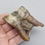 Wolharige neushoorn - Fossiele kies - Coelodonta, Verzamelen