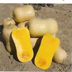 Sunset Butternut Pompoen zaden, Hobby en Vrije tijd, Knutselen, Nieuw