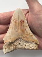Megalodon tand 9,3 cm - Fossiele tand - Carcharocles
