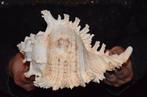Zeeslak Zeeschelp - M-993 CHICOREUS RAMOSUS (Zonder, Nieuw