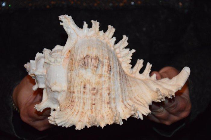 Zeeslak Zeeschelp - M-993 CHICOREUS RAMOSUS (Zonder, Verzamelen, Dierenverzamelingen