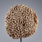 Groot Hersenkoraal (Brain coral) - 2.0 KG - Koraal -, Antiek en Kunst