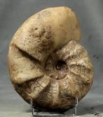 Uitstekende Triasische ammoniet - Gefossiliseerd dier -, Verzamelen, Mineralen en Fossielen