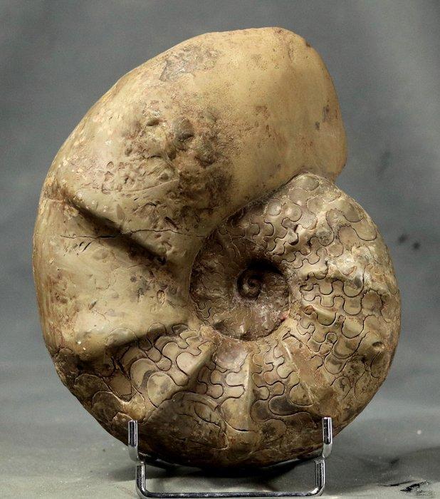 Uitstekende Triasische ammoniet - Gefossiliseerd dier -, Verzamelen, Mineralen en Fossielen