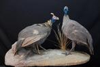 Helmeted Guineafowl Schedel - Numida meleagris - 35 cm - 47, Collections, Collections Animaux