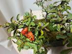 Chaenomeles shohin bonsai in bonsaischaal - Hoogte (boom):