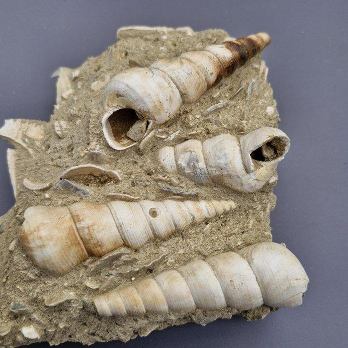 Turitella terebralis - Gefossiliseerde schelp - gastropods -, Verzamelen, Mineralen en Fossielen