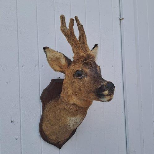 Ree Taxidermie volledige montage - Capreolus capreolus -, Verzamelen, Dierenverzamelingen