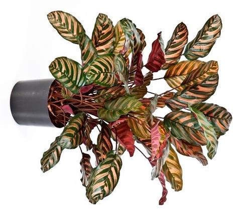 Kunstplant Calathea Rood 80 cm, Maison & Meubles, Plantes d'intérieur, Envoi