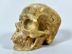 gefossiliseerd koraal schedel “Hoge kwaliteit” Gesneden, Antiek en Kunst