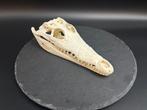 Nijlkrokodil Schedel - Crocodylus niloticus - 6 cm - 9.5 cm, Verzamelen, Dierenverzamelingen, Nieuw