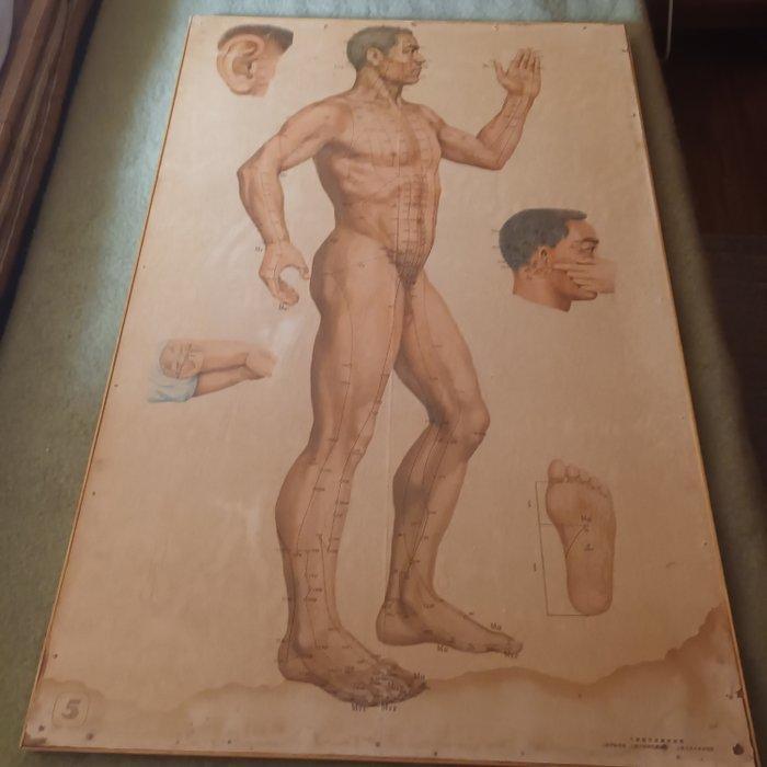 Anatomisch model - Hout - 1970-1980, Antiek en Kunst, Curiosa en Brocante