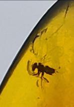 Insekt - Barnsteen - Haidomyrmex sp. - 1.1 cm - 1.8 cm