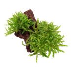 Pogostemon helferi op Lavasteen, Verzenden, Nieuw