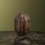 Schildpad Schild Taxidermie Opgezette Dieren By Max, Verzamelen, Ophalen of Verzenden, Nieuw, Reptiel of Amfibie, Opgezet dier