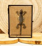 Draakje Taxidermie volledige montage - Ptychozoon kuhli - 18