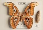 Atlasmot Taxidermie volledige montage - Attacus atlas with