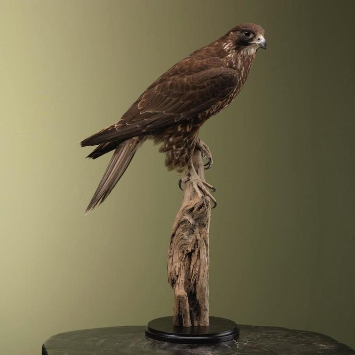 Hybride Valk Taxidermie Opgezette Dieren By Max, Verzamelen, Dierenverzamelingen, Opgezet dier, Nieuw, Vogel, Ophalen of Verzenden