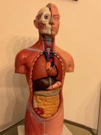 Onderwijs/demonstratiemodel - Plastic, Rubber - 1970-1980 -