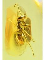 Amber - Barnsteen - Ant is 4.5mm - 53 mm - 23 mm