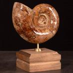 Uitzonderlijk testament van oude mariene fauna. - Fossiel