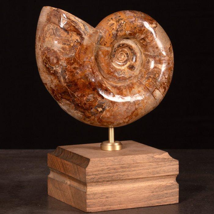 Uitzonderlijk testament van oude mariene fauna. - Fossiel, Collections, Minéraux & Fossiles