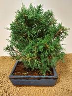 Jeneverbes bonsai (Juniperus) - Hoogte (boom): 26 cm -