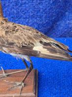 Bécassine de Wilson Taxidermie wandmontage - Gallinago