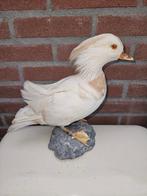 Mutatie pastel manderijneend Man Taxidermie volledige, Verzamelen, Nieuw