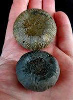 Indrukwekkende zee-egel!!! - Uitzonderlijke grootte!!! -