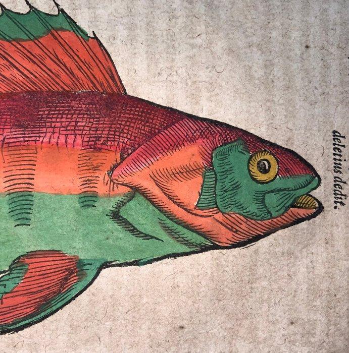 Conrad Gesner [Konrad Gessner] 1516-1565: Fishbuch: Perch -, Antiquités & Art, Antiquités | Livres & Manuscrits