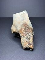 Rhinocéros laineux - Molaire fossile - Coelodonta, Collections