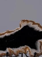 Plante fossilisée - Tree fossil slice - 19 cm - 12 cm (Sans