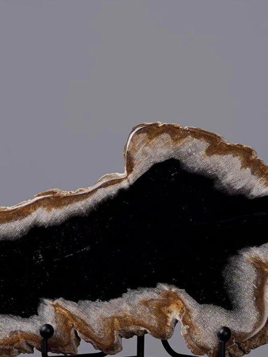 Plante fossilisée - Tree fossil slice - 19 cm - 12 cm (Sans, Verzamelen, Mineralen en Fossielen