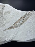 Trompetvis - Fossiel skelet - Aeoliscus sp. - 180 mm - 115