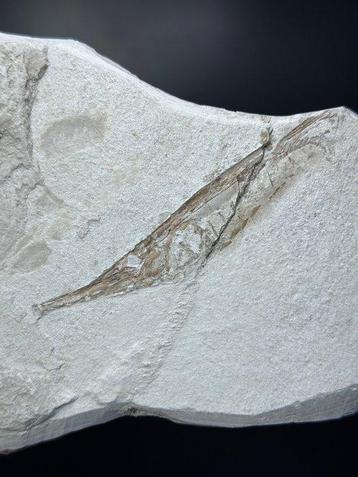 Trompetvis - Fossiel skelet - Aeoliscus sp. - 180 mm - 115