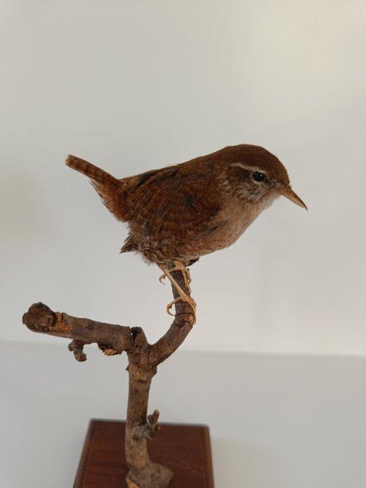 Roes Taxidermie volledige montage - Troglodytes troglodytes, Verzamelen, Dierenverzamelingen