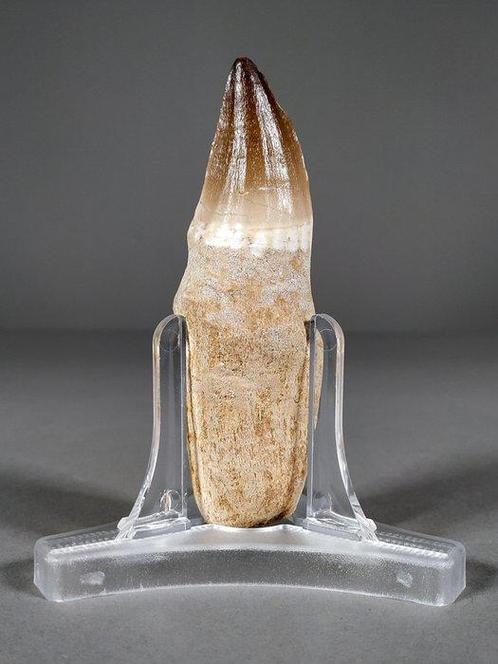 Hagedis van de Maas rivier tand - Fossiele tand - Mosasaurus, Verzamelen, Mineralen en Fossielen