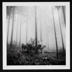 Frank Machalowski - No reserve - tierwald#93