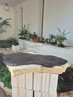 Slab voor bonsai - zonder veilingreserve - Hoogte (boom): 73
