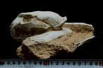 Crâne de chat précoce - Matrice fossile - lynx - 23 cm - 20