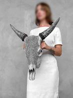 Geen veilingminimum - Grijze koeienschedel met Boheemse