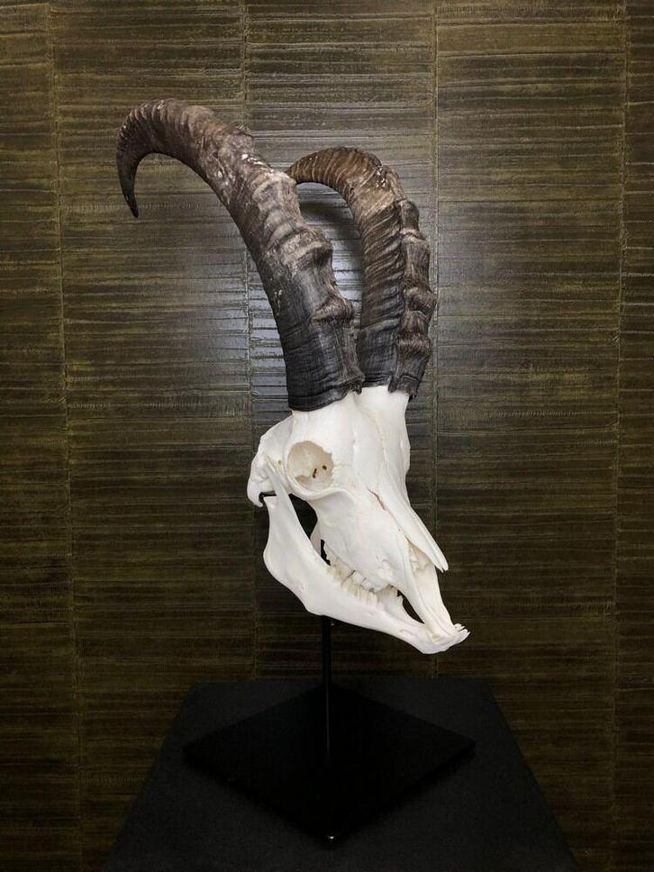 Siberische Ibex Schedel Taxidermie Opgezette Dieren By Max, Verzamelen, Dierenverzamelingen, Opgezet dier, Nieuw, Wild dier, Ophalen of Verzenden