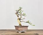 Thymus - Hauteur (arbre) : 18 cm - Profondeur (arbre) : 13
